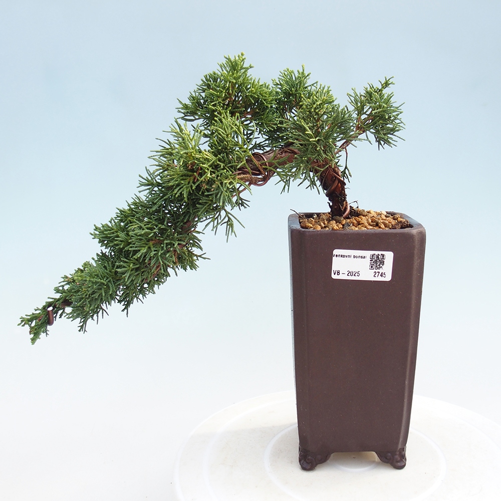 Outdoor bonsai - Juniperus chinensis Kishu - Chinese Juniper