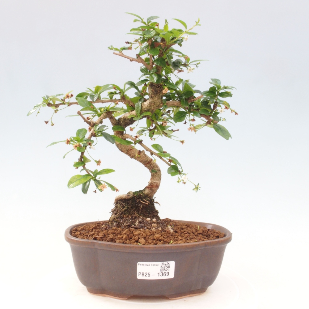 Room bonsai - Carmona macrophylla - Tea fuki