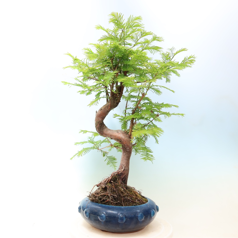 Outdoor bonsai - Metasequoia glyptostroboides - Chinese Metasequoia
