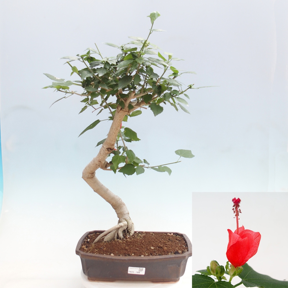 Indoor bonsai - Malvaviscus arboreus - woody hibiscus