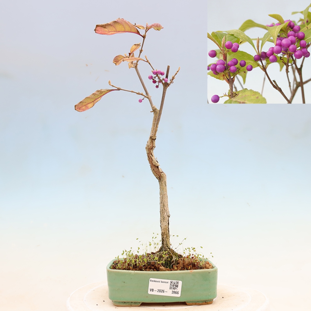 Outdoor Bonsai - Beautyberry - Callicarpa bodinierova 'Profusion'
