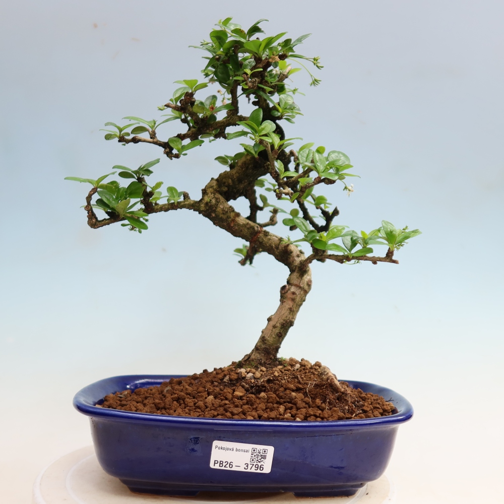 Room bonsai - Carmona macrophylla - Tea fuki