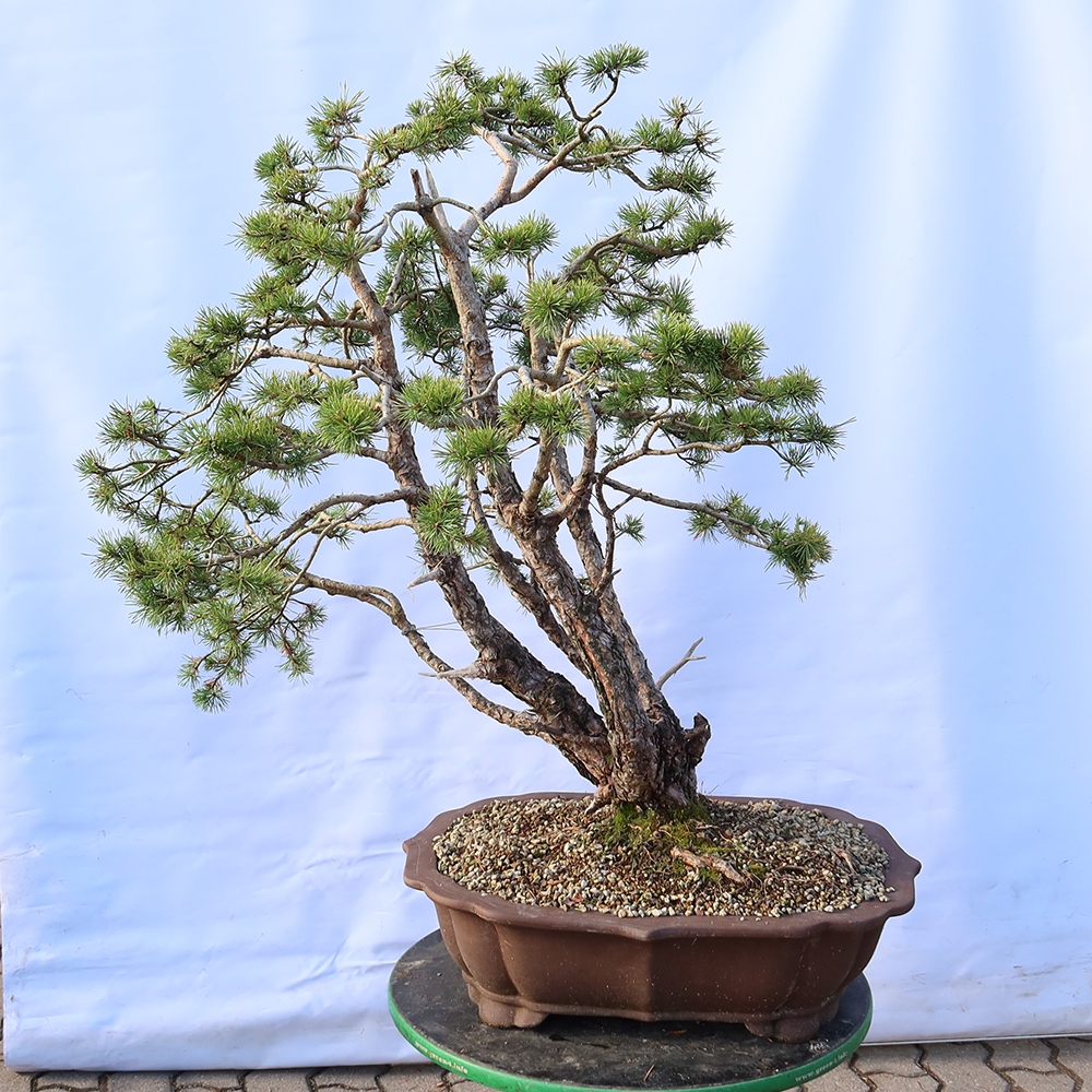 Pinus sylvestris Spain - Scots pine
