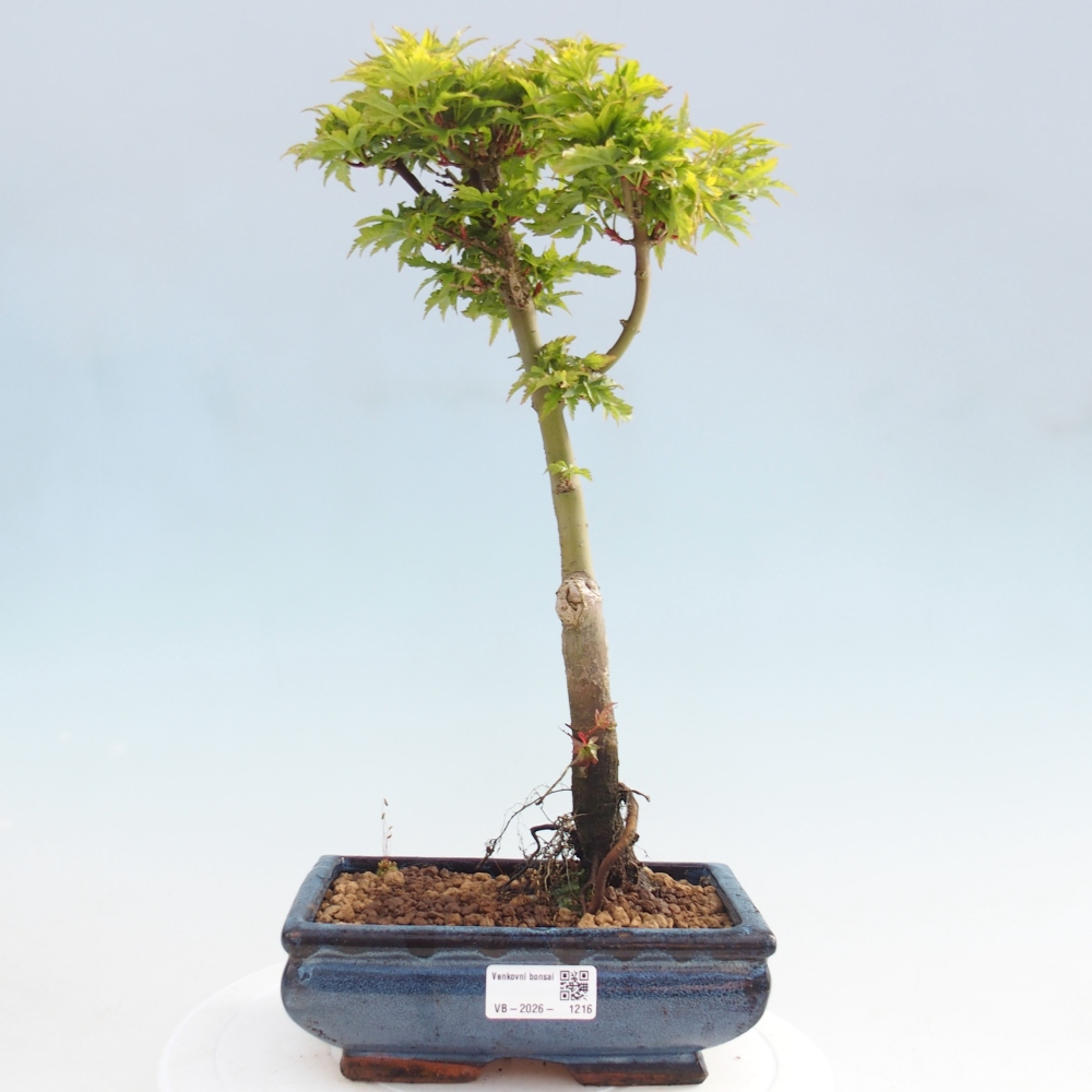 Outdoor bonsai -Javor palm Acer palmatum Shishigashira