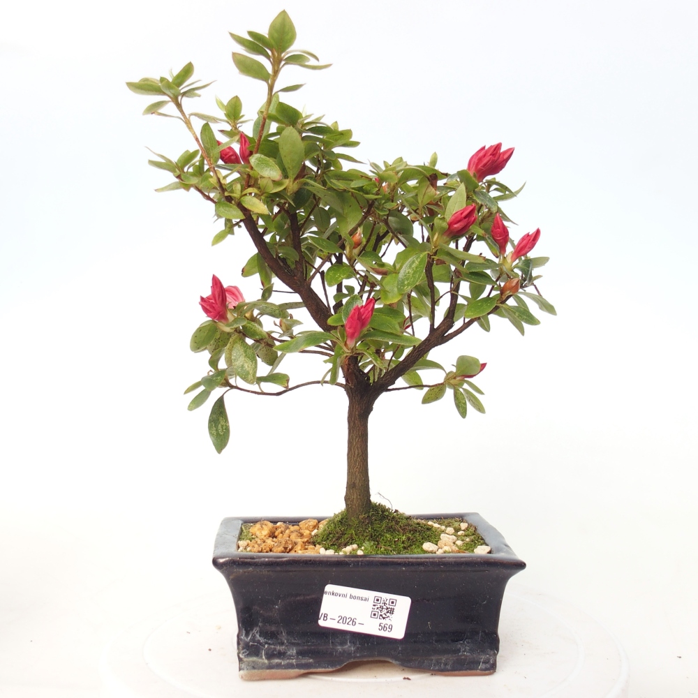 Outdoor bonsai - Japanese azalea - Azalea sp.