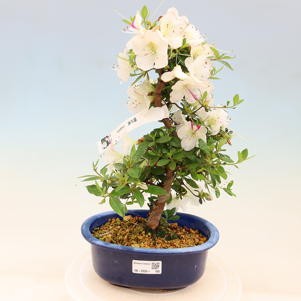 Outdoor bonsai - Japanese Azalea - Azalea Yukigesho