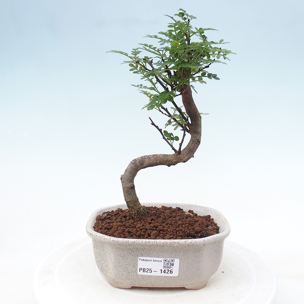 Indoor bonsai - Zantoxylum piperitum - Peppermint