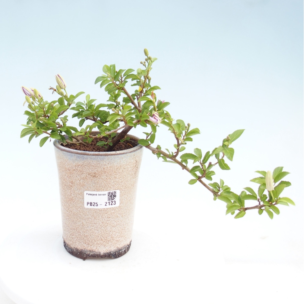 Indoor bonsai - Grewia occidentalis - Lavender star