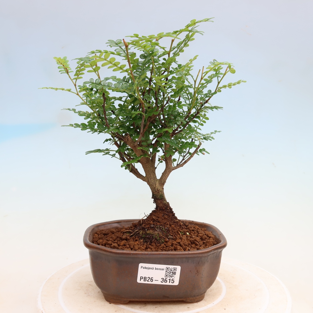 Room bonsai - Zantoxylum piperitum - pepper tree