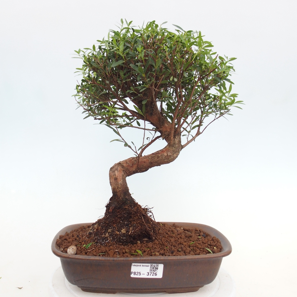 Room bonsai - Syzygium - Pimento