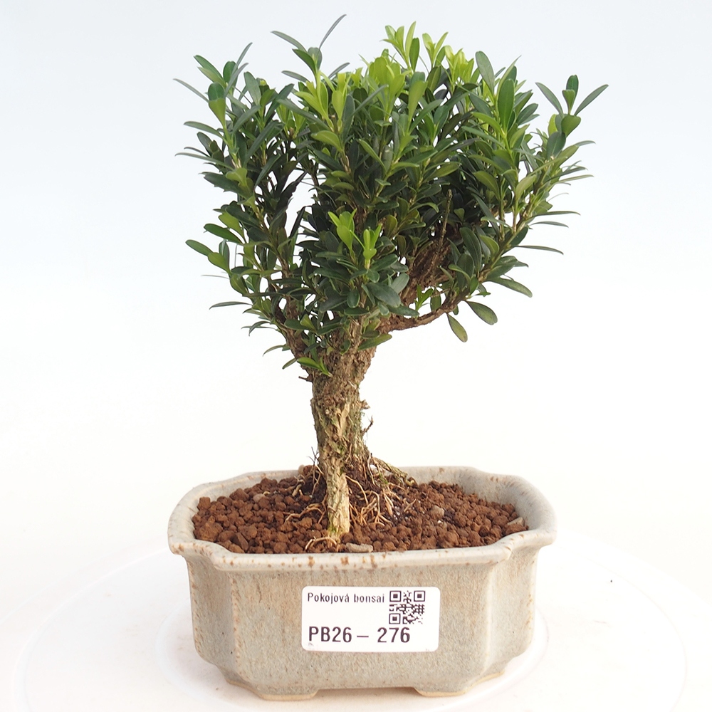 Room bonsai - Buxus harlandii - cork buxus