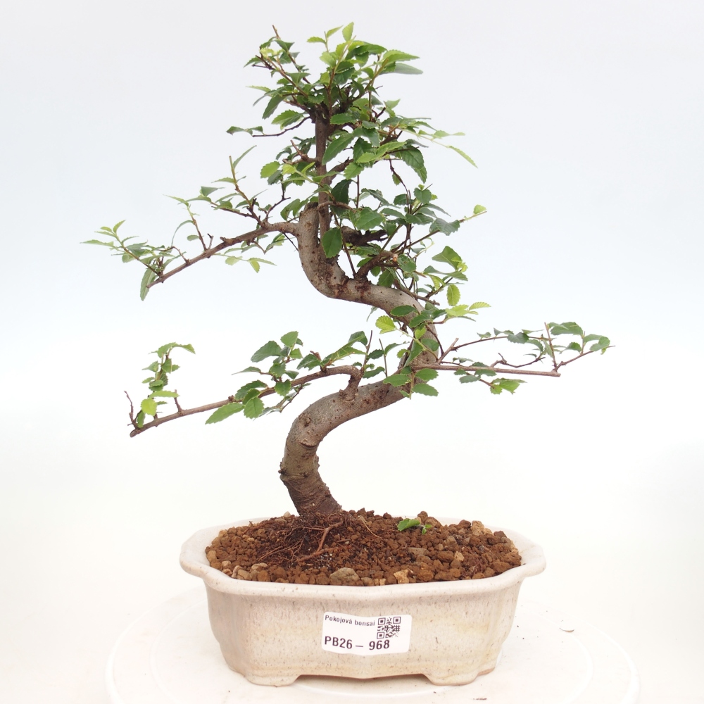 Room bonsai - Ulmus parvifolia - Small-leaved elm