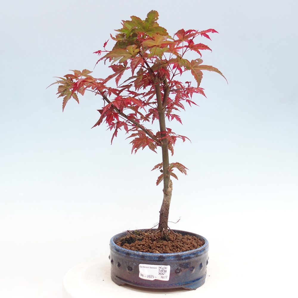 Outdoor bonsai - dlanitolistý Maple - Acer palmatum DESHOJO