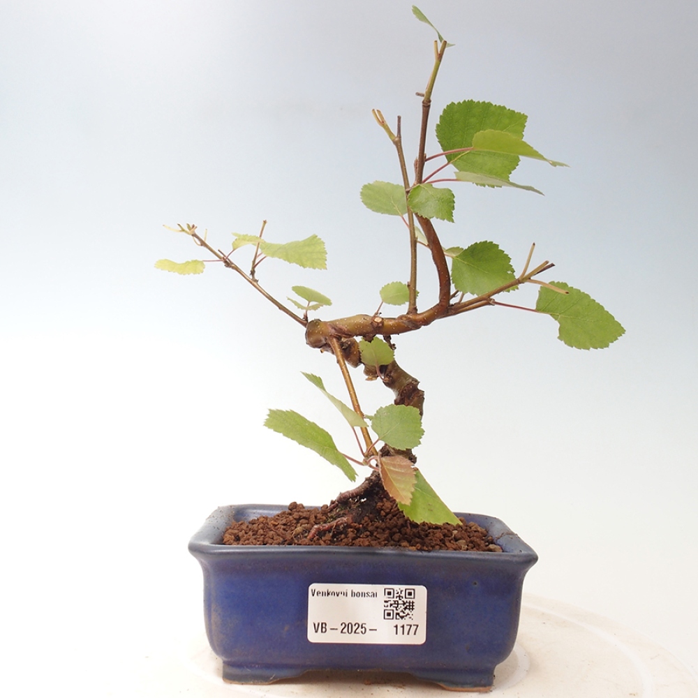Outdoor bonsai - dwarf birch - Betula NANA Treasure