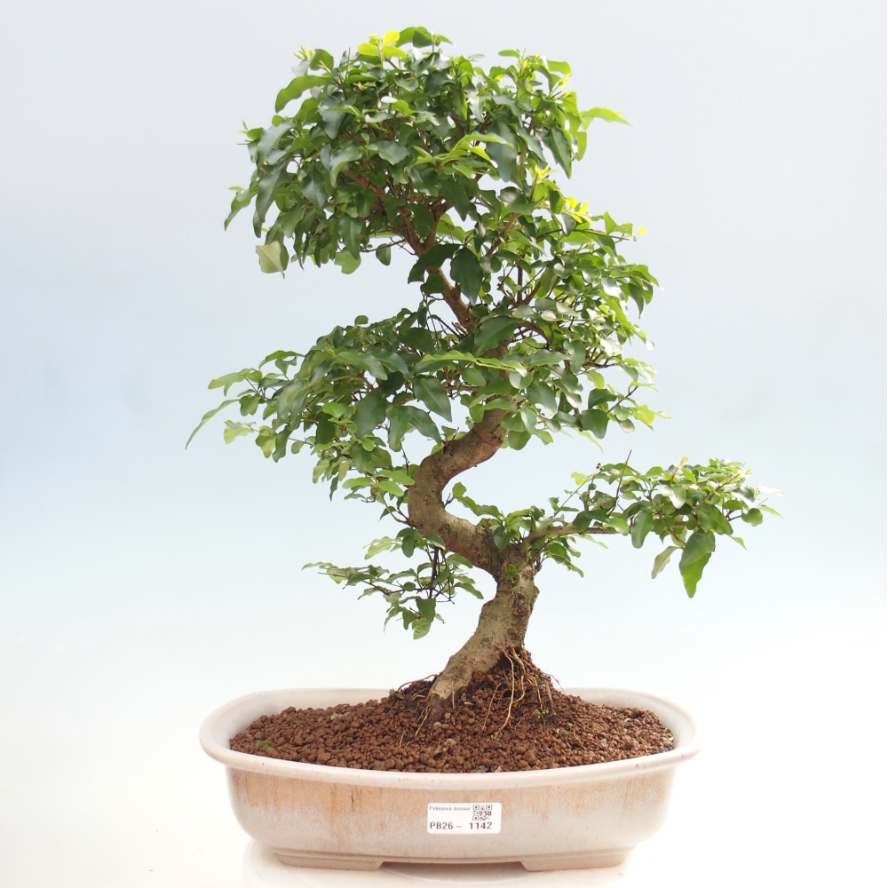 Room bonsai -Ligustrum chinensis - Birds Beak