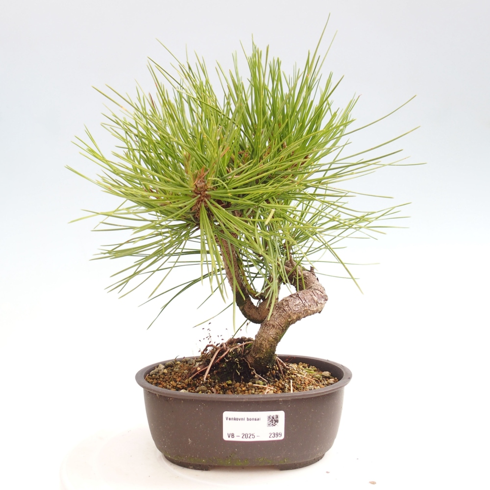Outdoor bonsai - Pinus thunbergii - Thunbergia pine
