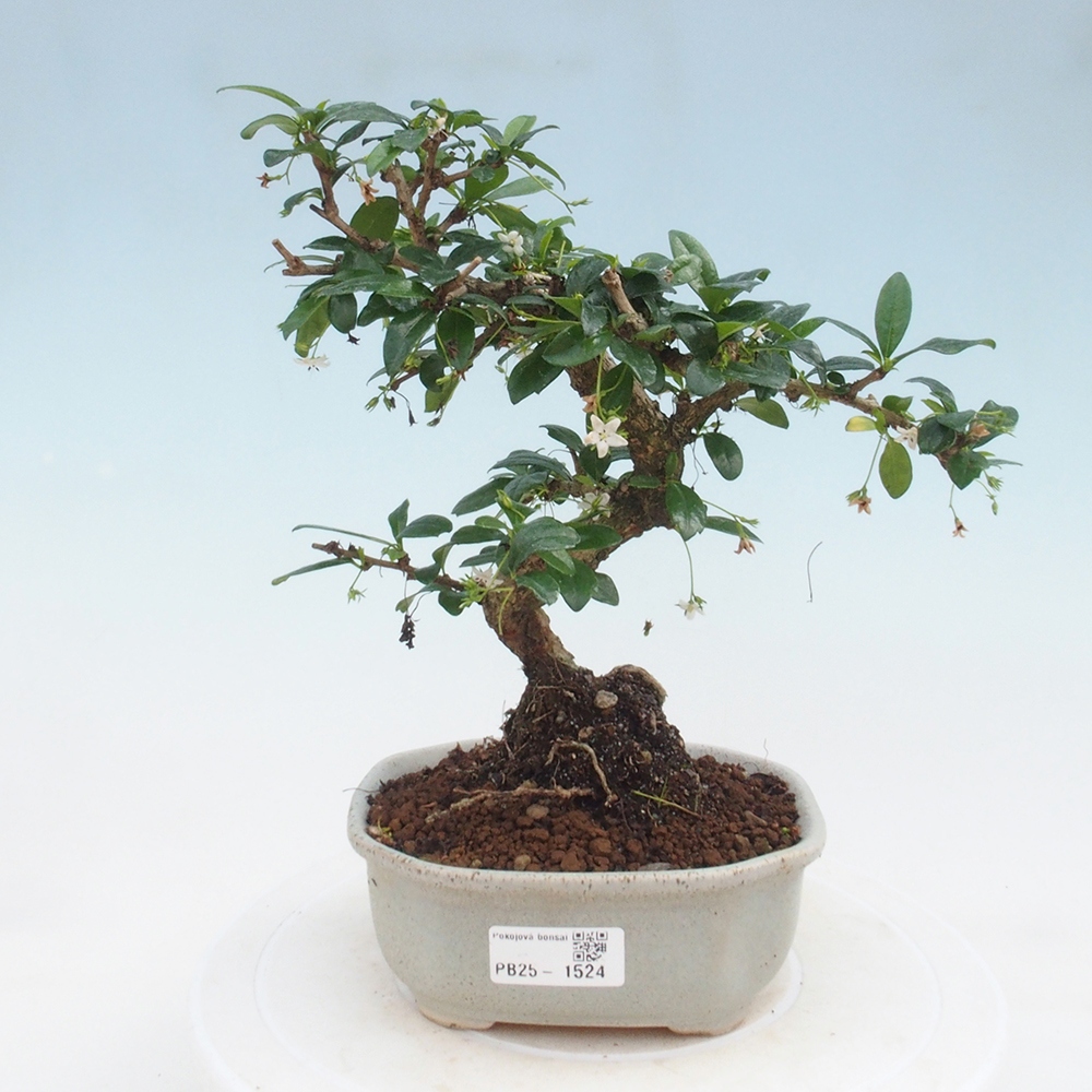Indoor bonsai - Carmona macrophylla - Fuki tea