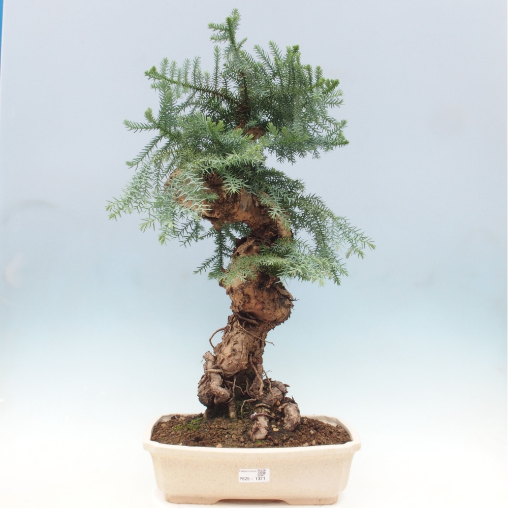Room bonsai - Araukarie - room spruce