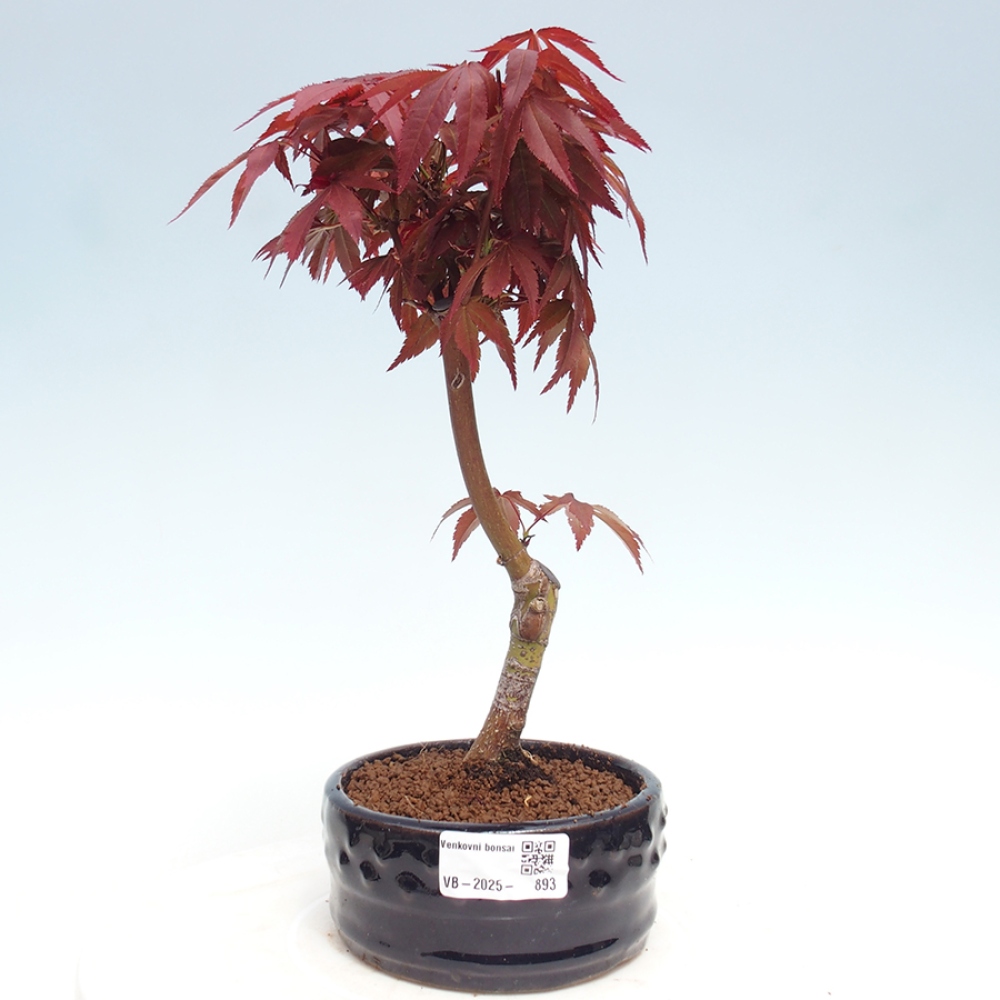 Outdoor bonsai - Acer palm. Atropurpureum-Palmleaf Maple