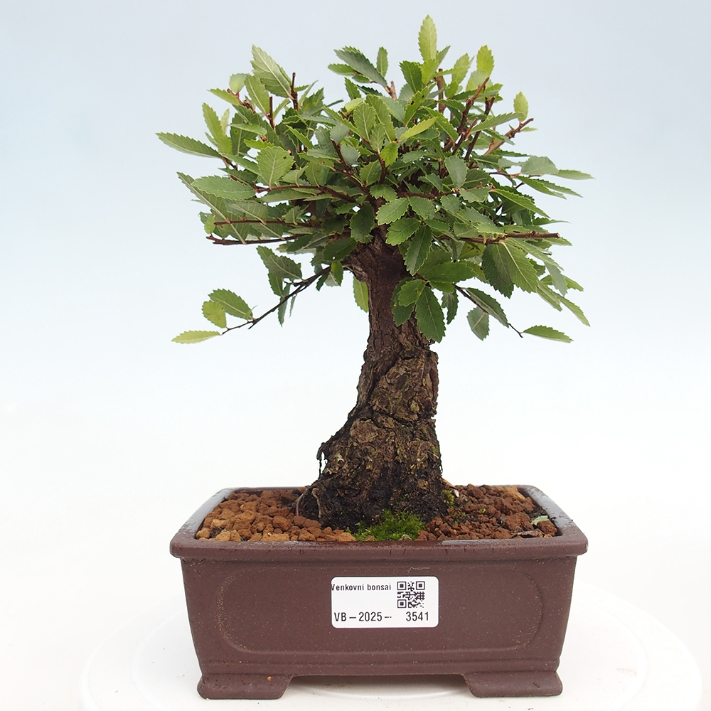 Outdoor bonsai - Zelkova - Zelkova NIRE