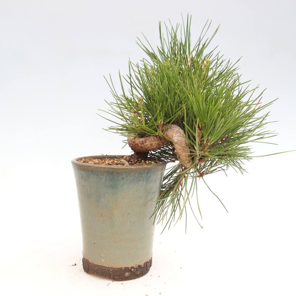 Outdoor bonsai - Pinus thunbergii - Thunbergia pine