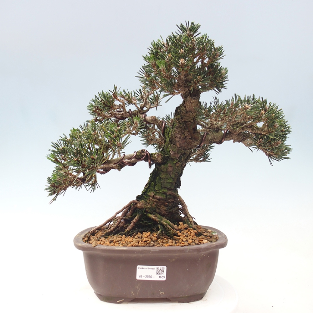 Outdoor bonsai - Pinus thunbergii Kotobuki - Thunberg pine