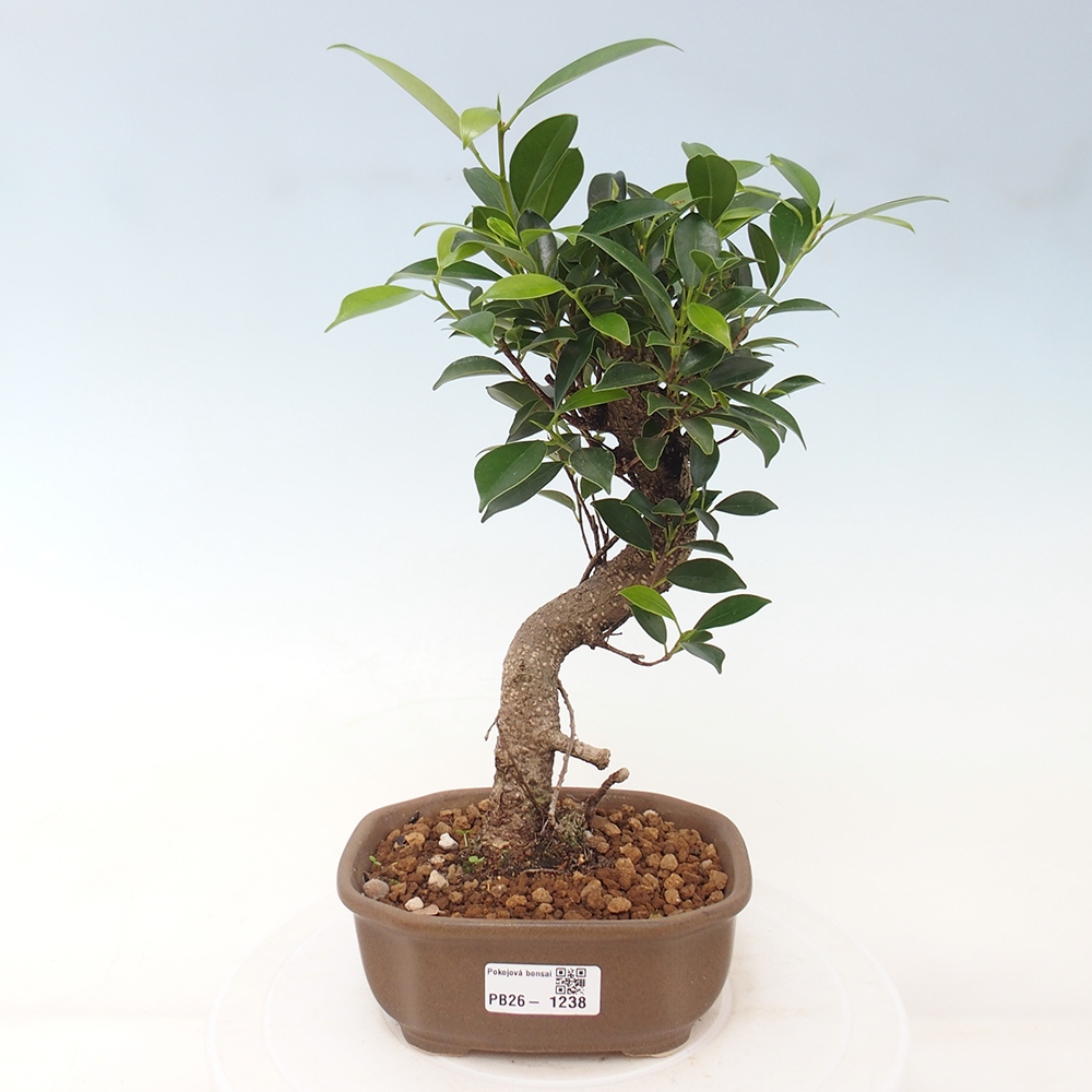 Room bonsai - Ficus retusa - small-leaved ficus