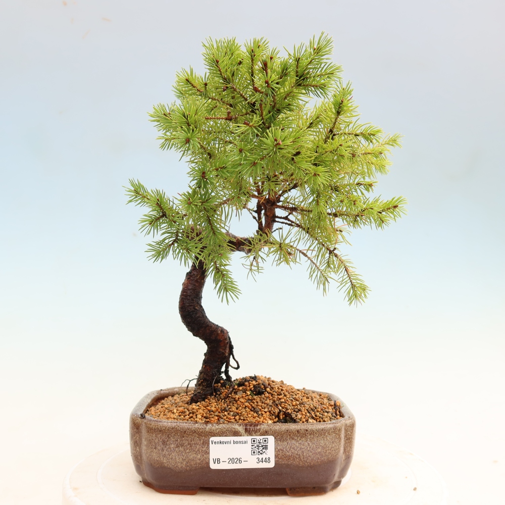 Outdoor Bonsai - Blue Spruce - Picea glauca 'Globe'