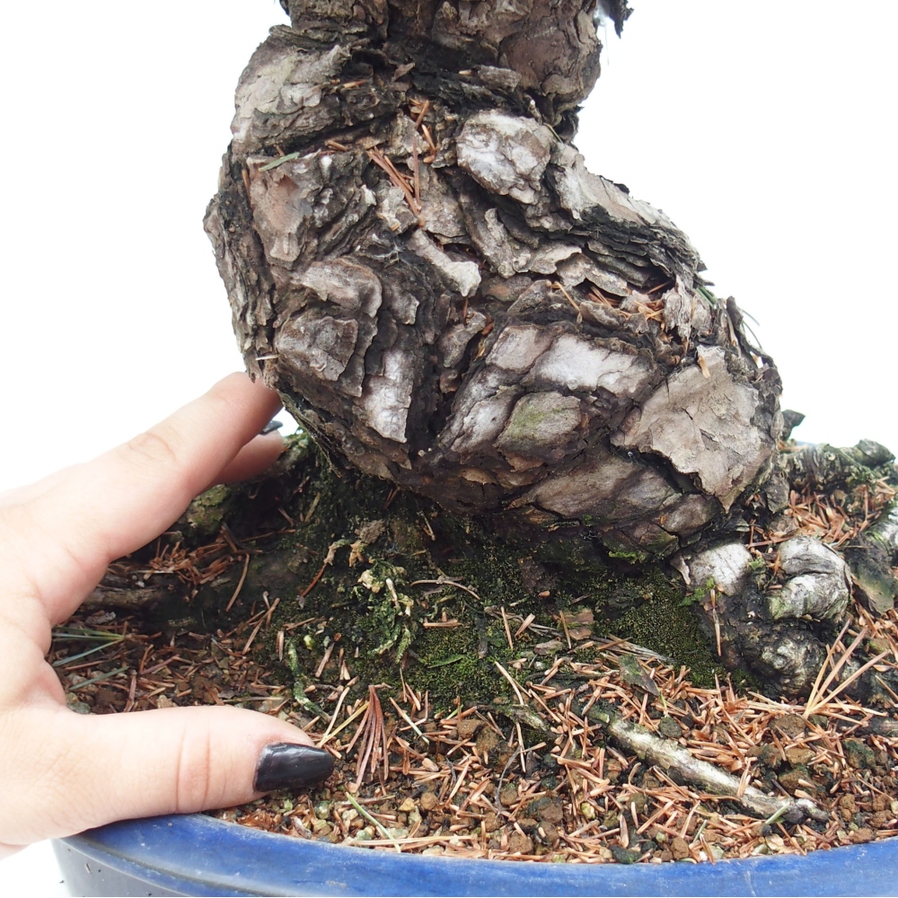 Outdoor bonsai - Pinus parviflora - Small pine tree