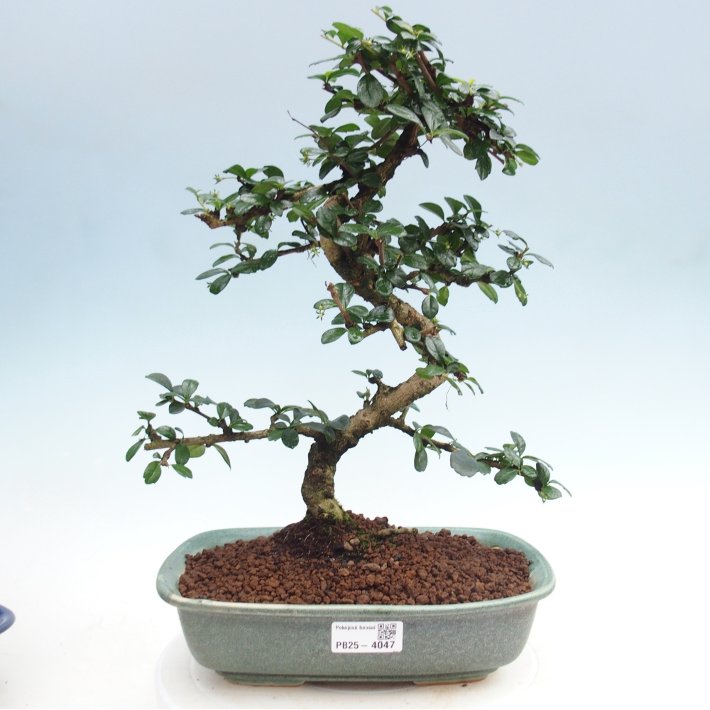 Room bonsai - Carmona macrophylla - Tea fuki