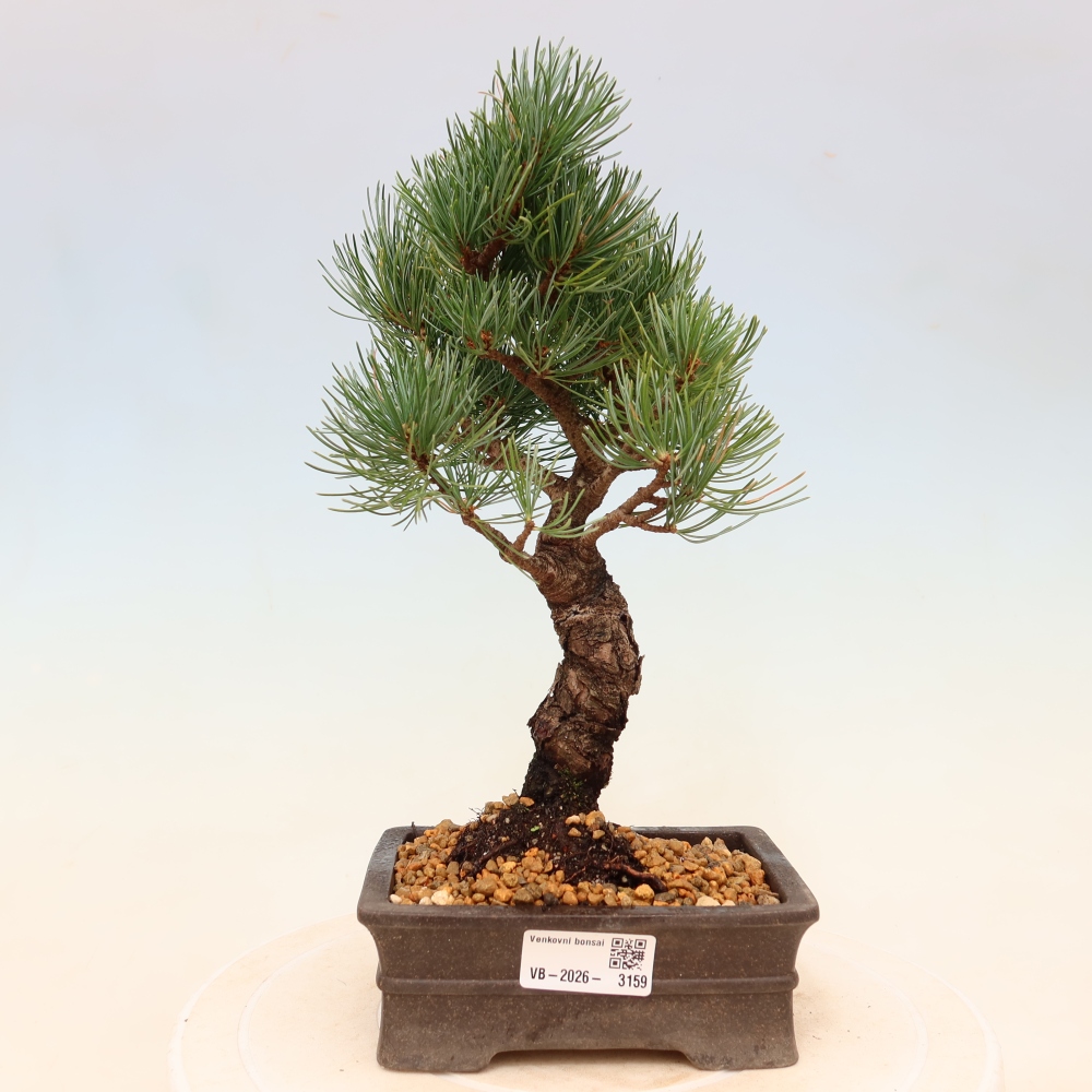 Outdoor bonsai - Pinus parviflora - Pinus parviflora