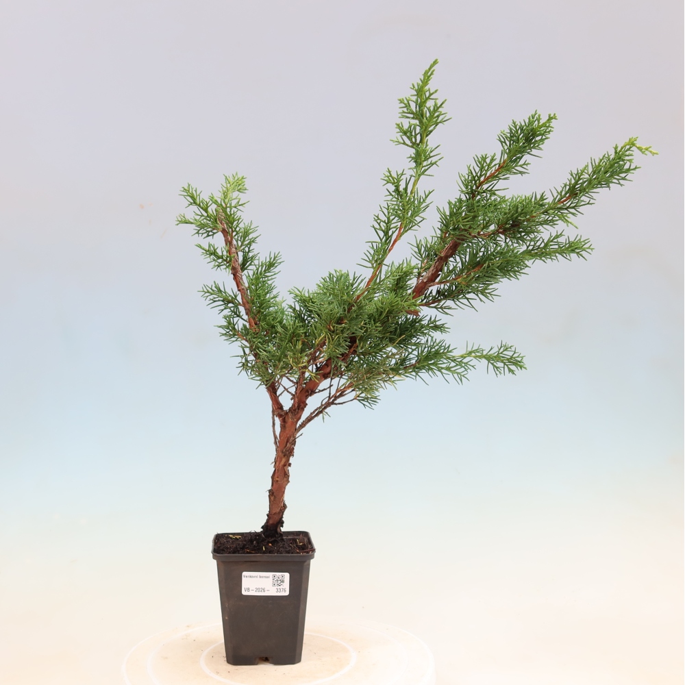Outdoor bonsai - Juniperus chinensis Kishu