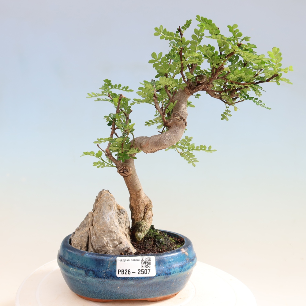 Room bonsai - Zantoxylum piperitum - pepper tree