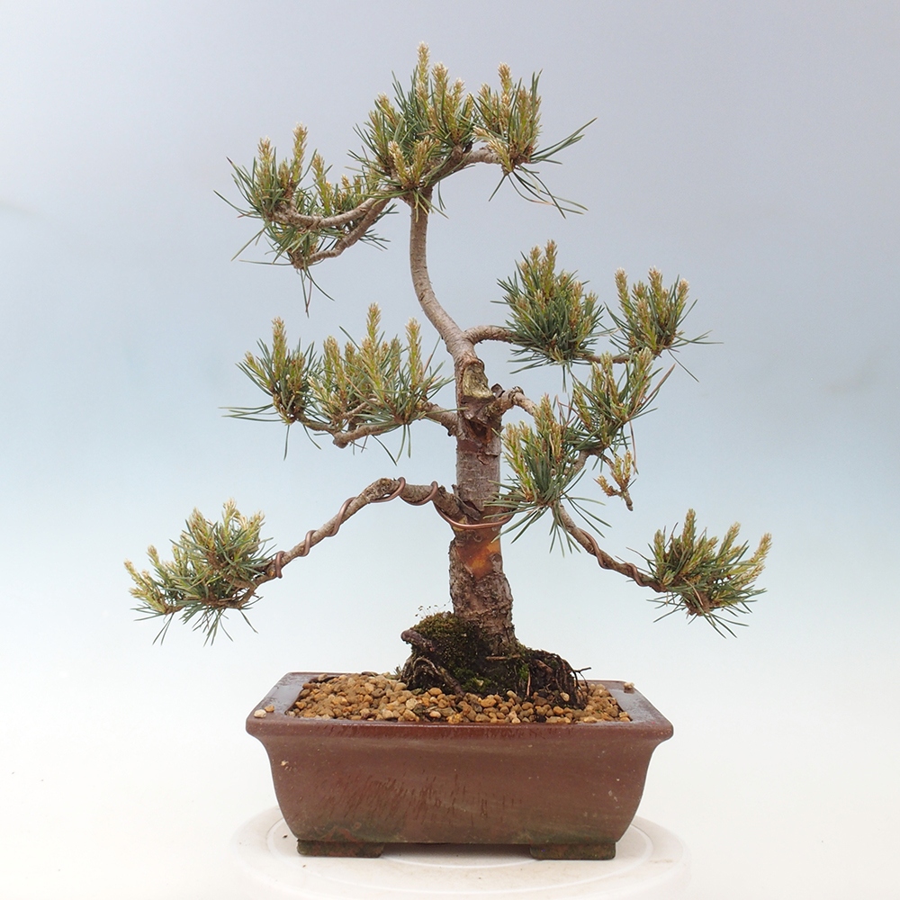 Outdoor bonsai - Pinus Sylvestris - Scots pine