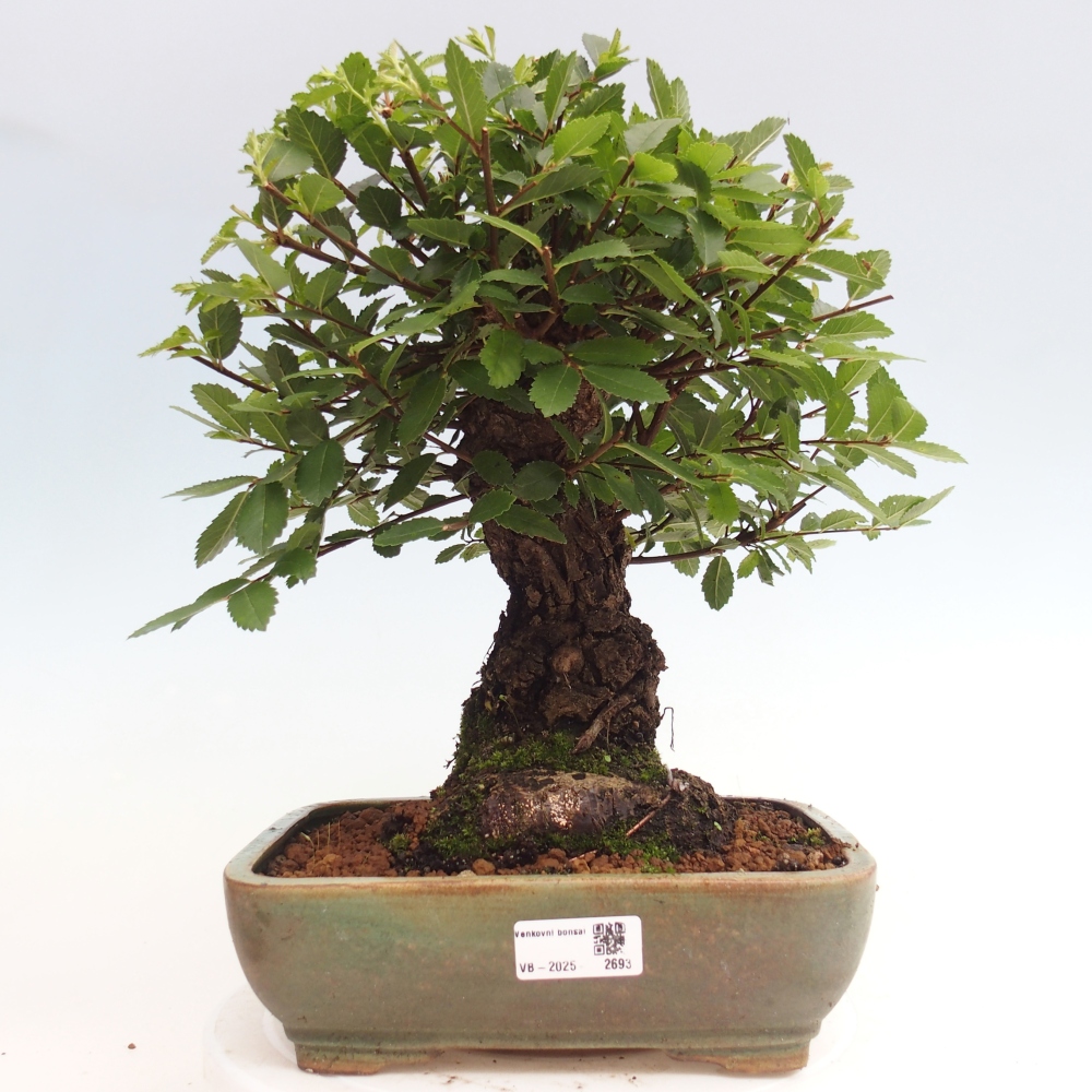 Outdoor bonsai - Zelkova - Zelkova NIRE