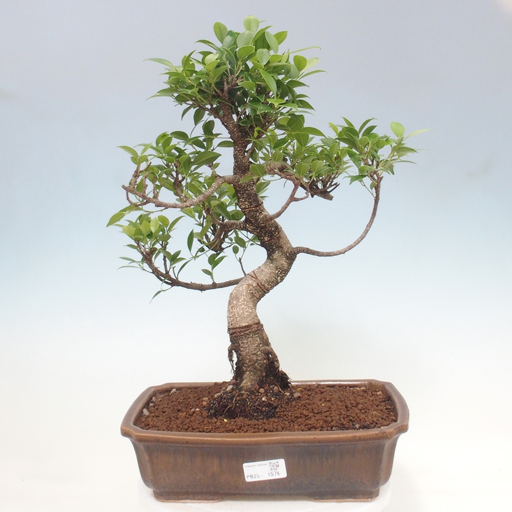 Indoor bonsai - Ficus kimmen - small-leaved ficus