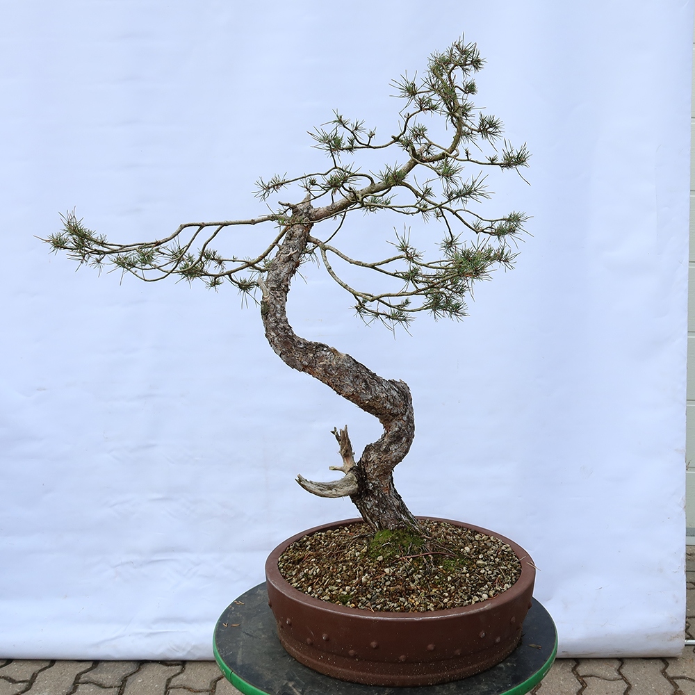 Pinus sylvestris Spain - Scots pine