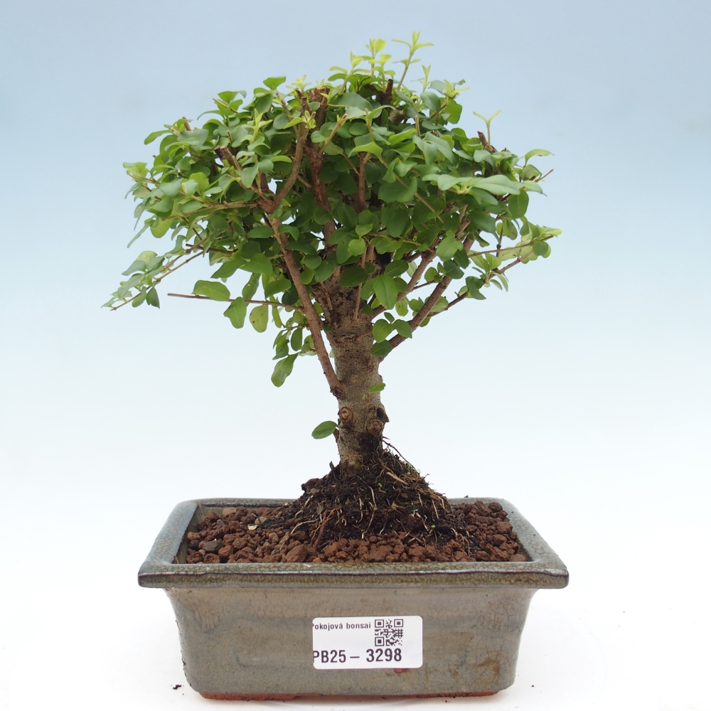 Room bonsai -Ligustrum chinensis - Birds Beak