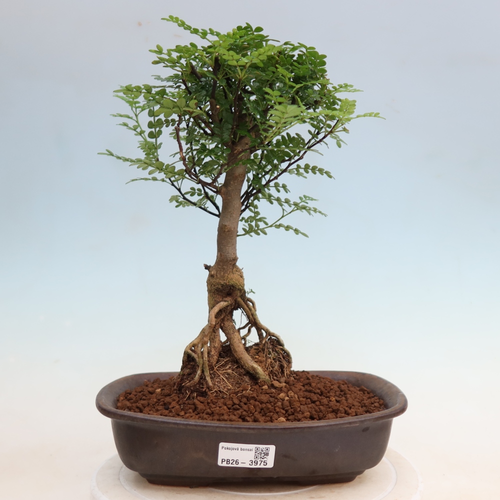 Room bonsai - Zantoxylum piperitum - pepper tree