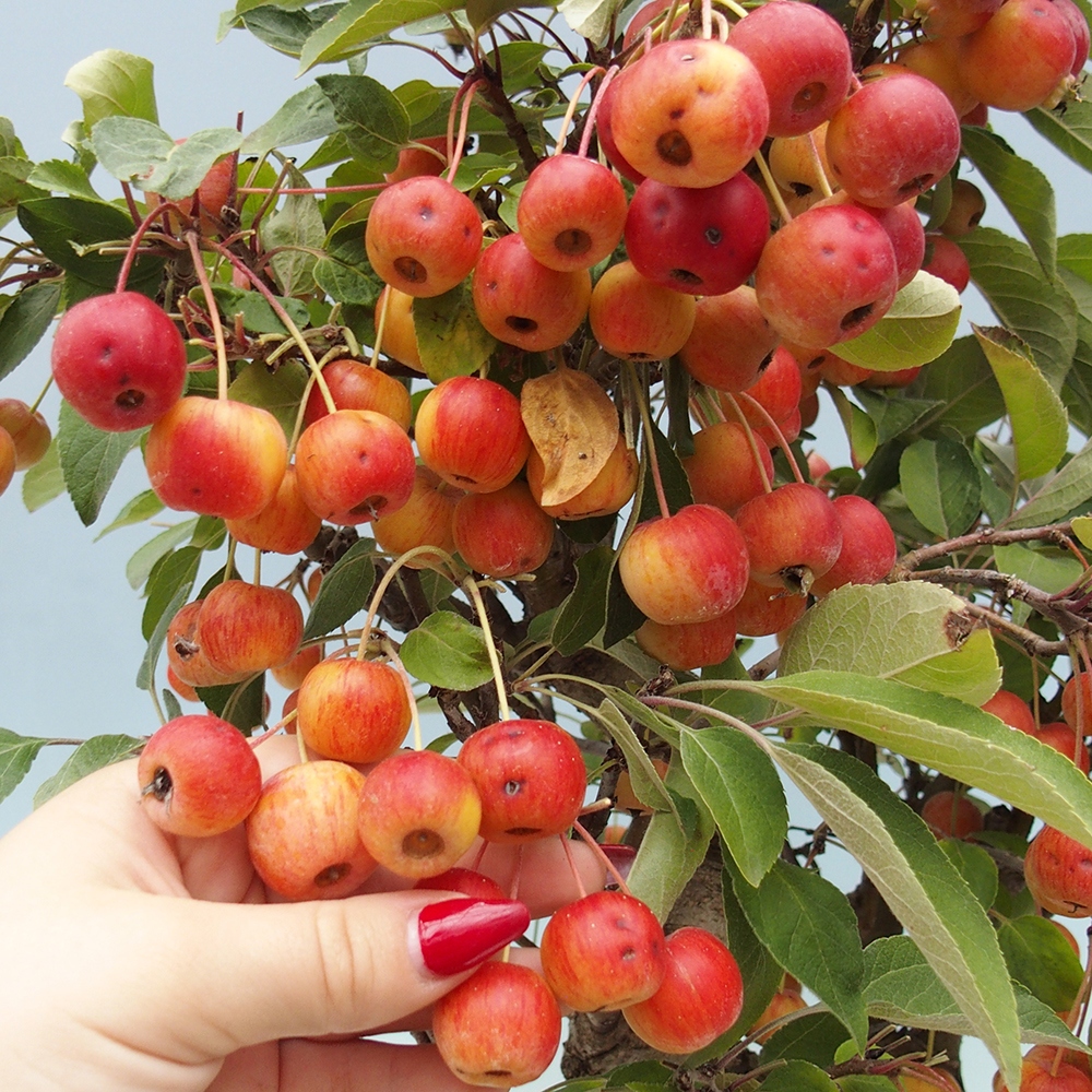 Outdoor bonsai - Malus halliana - Small-fruited apple tree