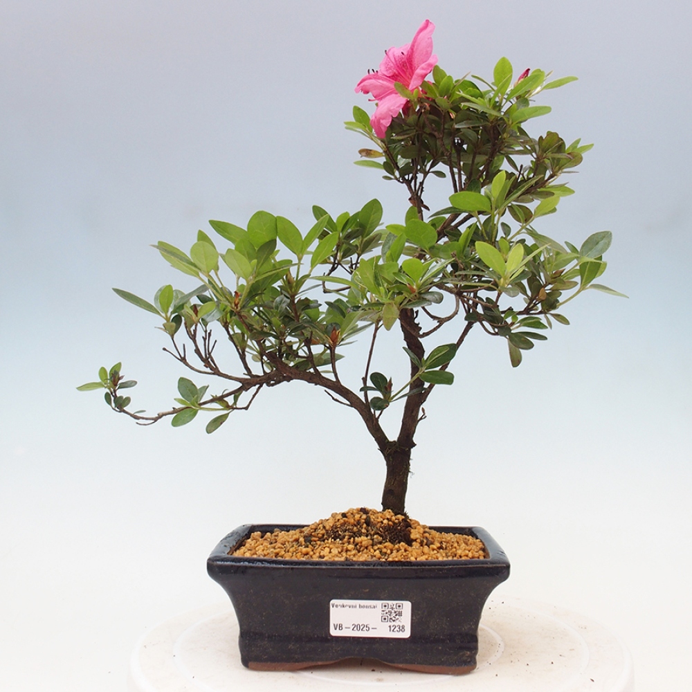 Outdoor bonsai - Japanese azalea - Azalea sp.