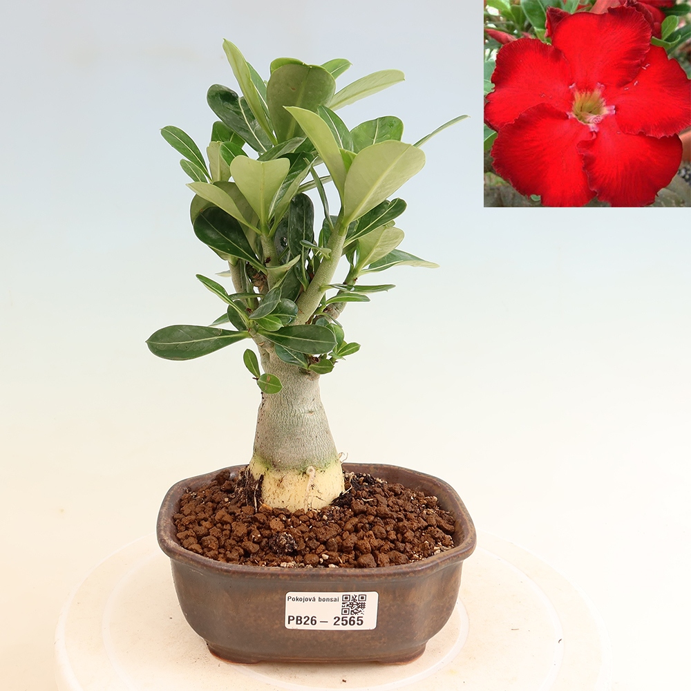 Indoor Bonsai - Adenium obesum Red Star - Desert Rose