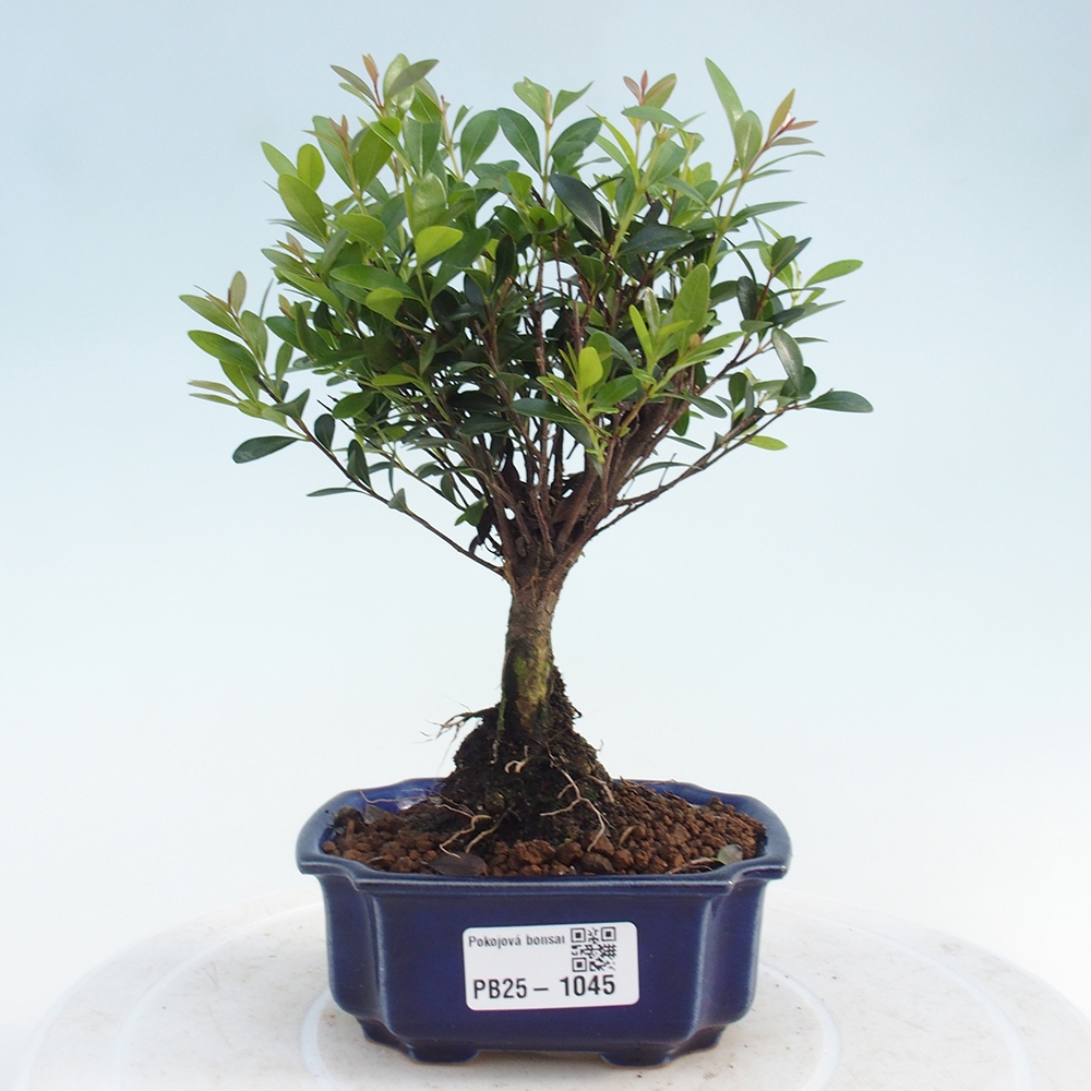 Room bonsai - Syzygium - Pimentovník