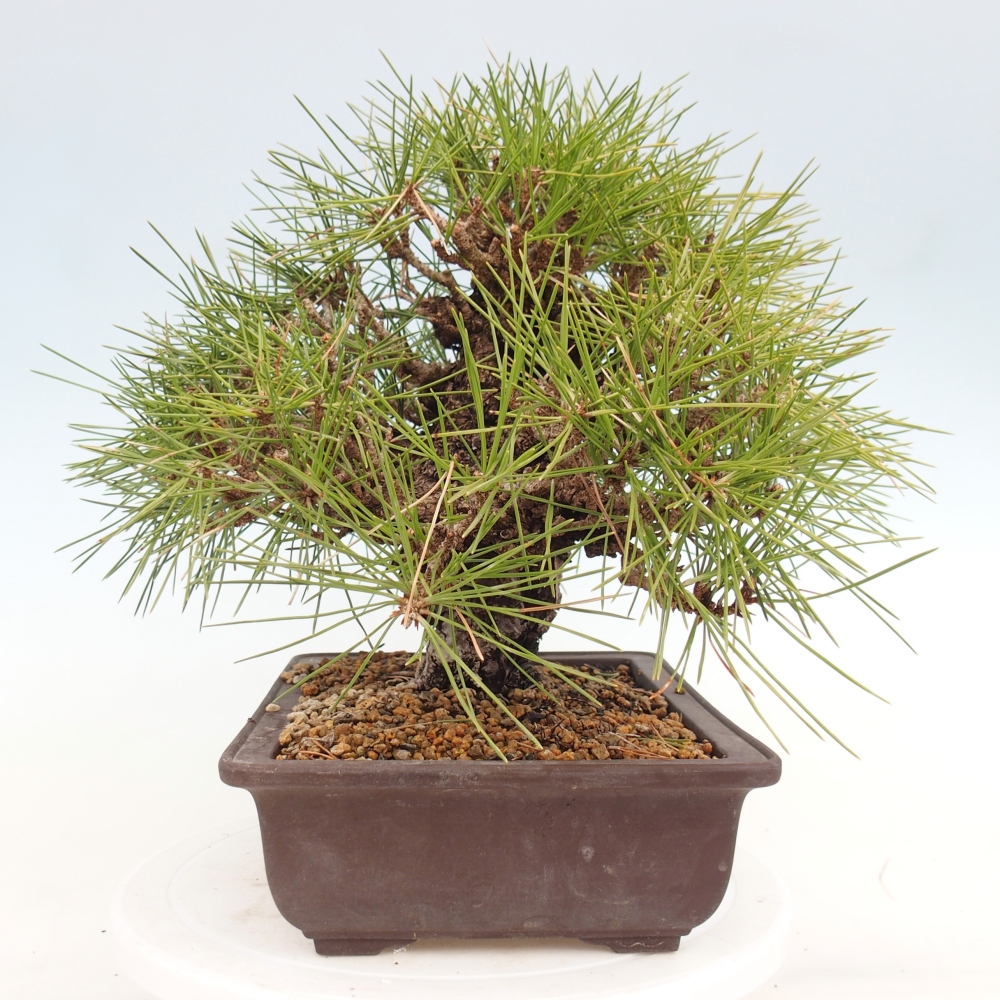 Outdoor bonsai - Pinus thunbergii - Thunberg pine