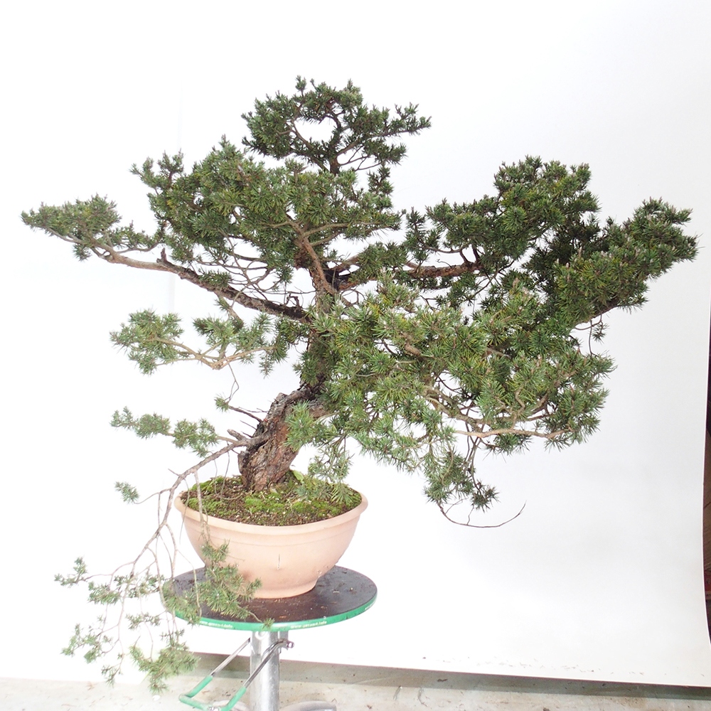 Yamadori - Pinus sylvestris Spain