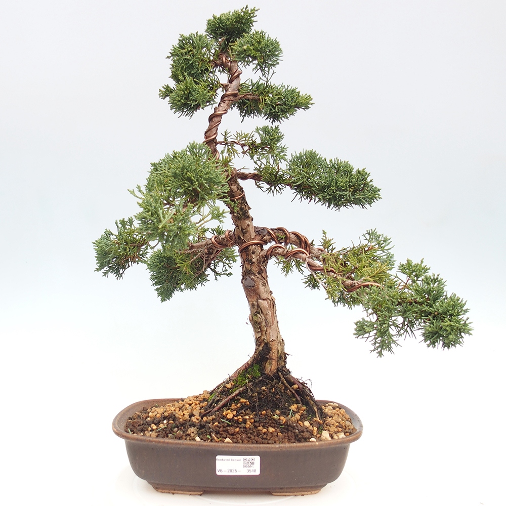 Outdoor bonsai - Juniperus chinensis Kishu - Chinese juniper