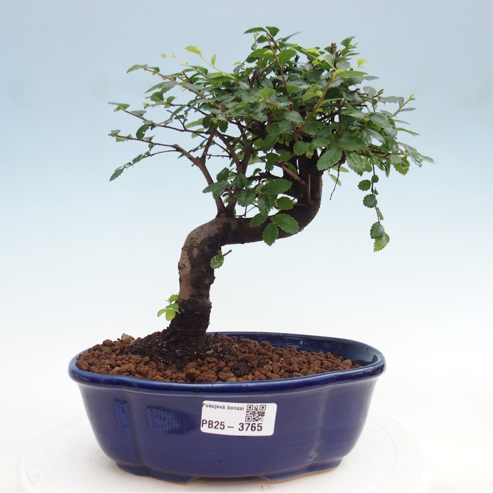 Room bonsai - Ulmus parvifolia - Small-leaved elm