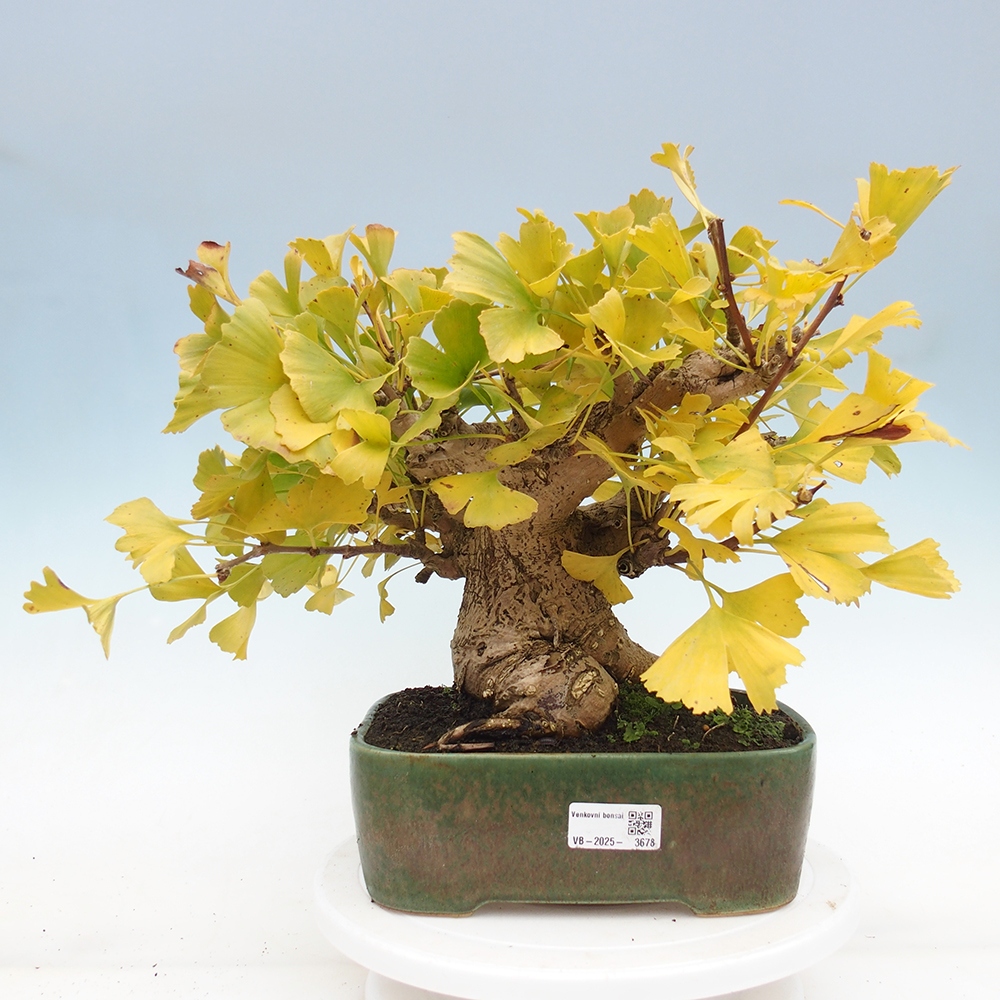 Outdoor bonsai - Ginkgo biloba