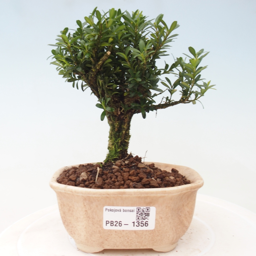 Room bonsai - Buxus harlandii - cork buxus