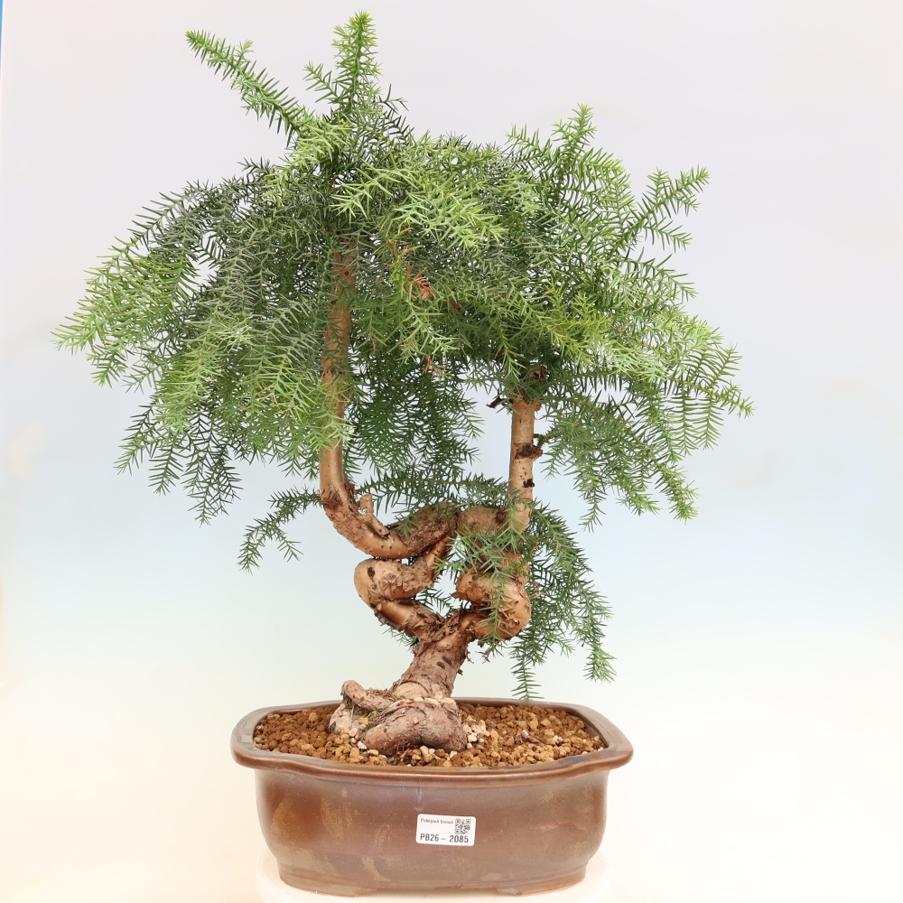 Indoor Bonsai - Araucaria - Indoor Spruce